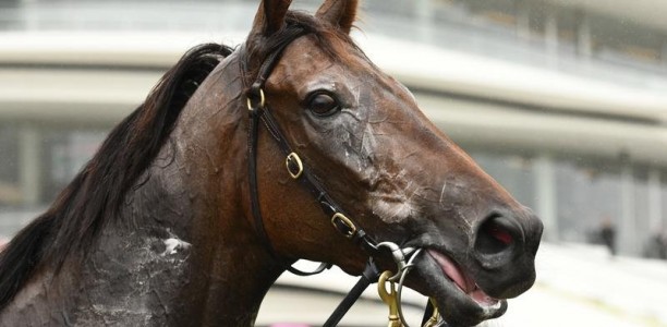 Alligator ready to pounce in Aust Guineas