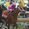 Maximum Security heads odds for Saudi Cup