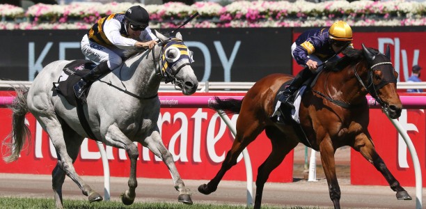 Vengeur Masque on trial for the Adelaide Cup