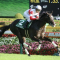 The Championships 2020 – A Look At The International Horses