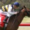 Azuro out to reverse trend in Auckland Cup