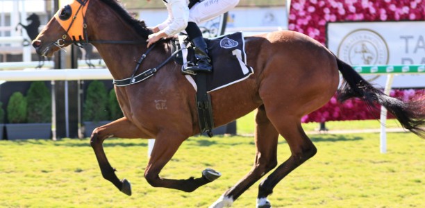 Star Of Michelin ready to show his best at Eagle Farm