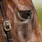 Alligator Blood to run in All-Star Mile