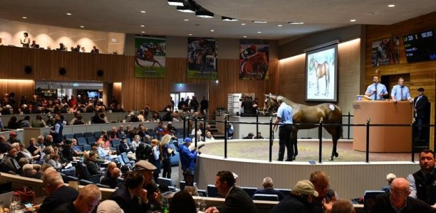 Easter yearling sale to go ahead: Webster