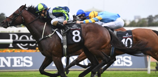Brandenburg to run in WFA George Ryder Stakes