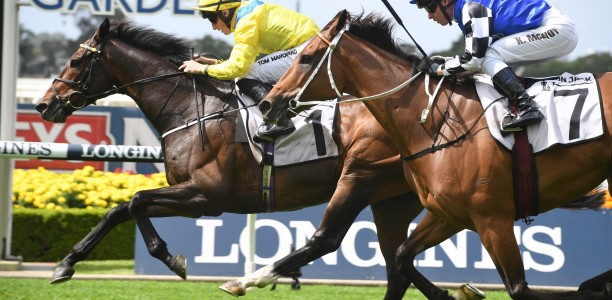 Young Rascal hit with Sydney Cup penalty