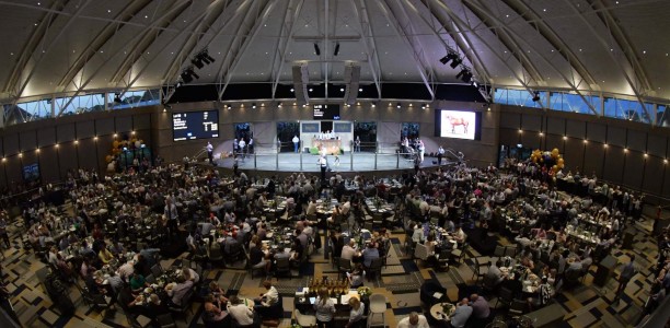 Inglis Easter Yearling sale to run as an online auction
