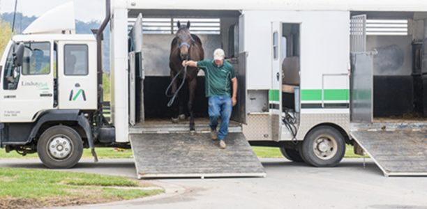 Victoria enhances horse movement protocols