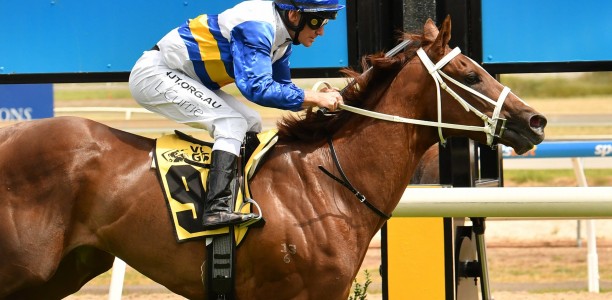 VOBIS Gold Eureka Stockade