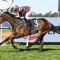 Star Queenslander Rothfire recovering well