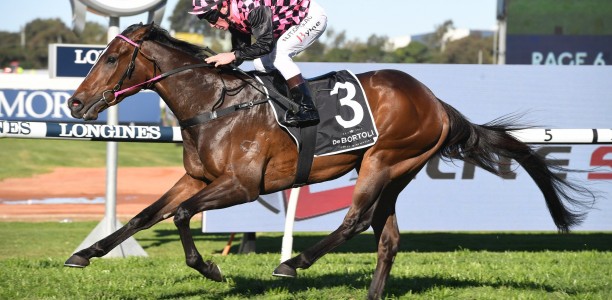 Star Queenslander Rothfire recovering well
