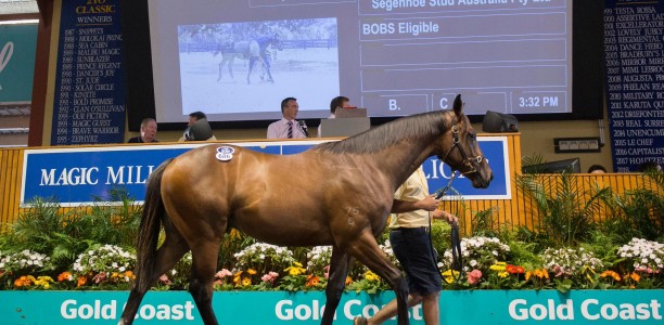 2021 Magic Millions Gold Coast Yearling Sale with biggest book to date