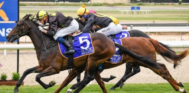 Sydney colt races into Magic Millions Classic