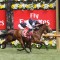 Melbourne Cup winner fails to sell