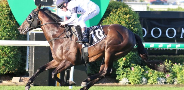 Jonker the horse to beat in the George Moore Stakes