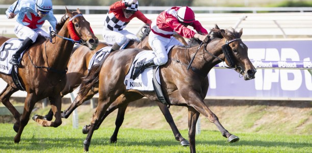 Bookmakers happy to take on Kingston Town Classic favourite