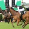 Star fillies to face off again in Magic Millions Guineas