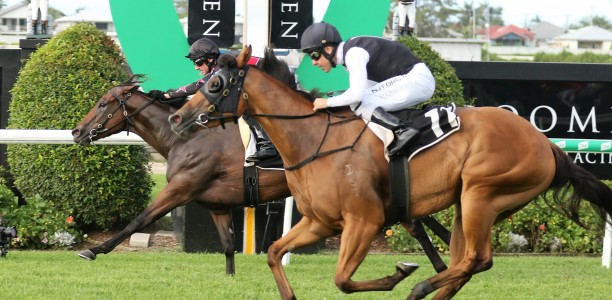 Star fillies to face off again in Magic Millions Guineas