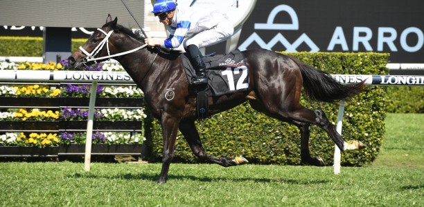 Chris Waller with a strong hand in the BJ McLachlan Stakes