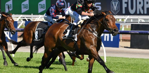 Defibrillate emerges as an Adelaide Cup contender