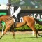 Isotope red hot favourite for the Magic Millions Guineas