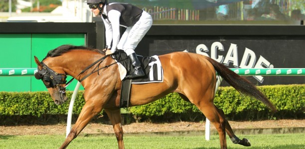 Isotope red hot favourite for the Magic Millions Guineas