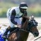 Tycoon’s Millions bid takes hit with draw