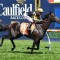 Nonconformist to continue fresh Cup trend