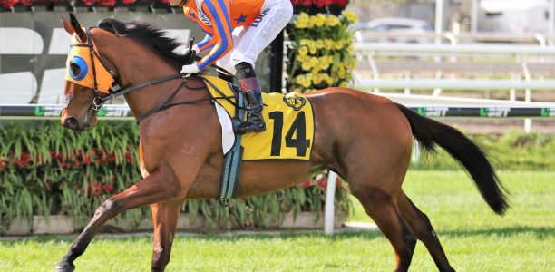 Melody Belle could be a star attraction in Queensland