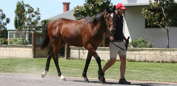 Rosemont Stars at Melbourne Premier Yearlings