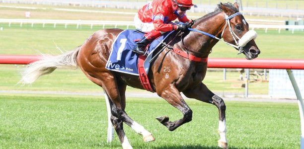 Exciting pair head odds for the VRC Sires’ Produce Stakes