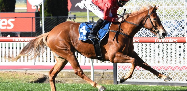 Brooklyn Hustle chasing maiden G1 in the Newmarket Handicap