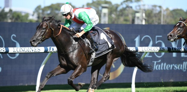 Star Kiwi short odds in the Randwick Guineas