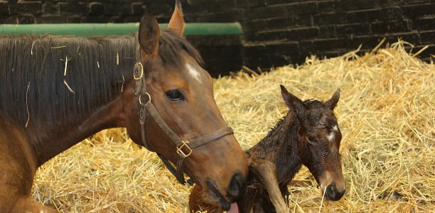 Frankel’s mum dies after giving birth