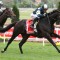 Sir Dragonet out to upset big guns in Ranvet Stakes
