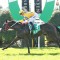 Another boom Queensland galloper sold