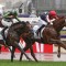 Dalasan to kick off Cox Plate campaign in Spring Stakes