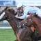 Former WA galloper crunched in PB Lawrence Stakes betting
