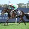 Star NZ galloper begins Spring raid in the Memsie Stakes