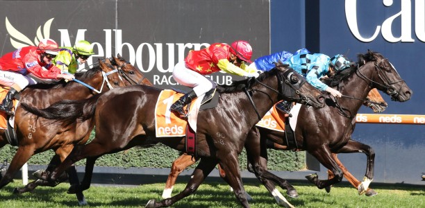 Champion Sire Snitzel make his presence felt