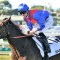 Punters plunge on boom horse at Randwick