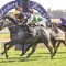 Local hope heavily backed in the Newcastle Cup