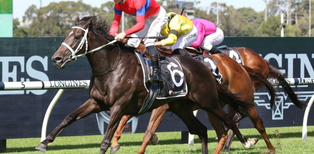 Verry Elleegant heavily backed in the George Main Stakes