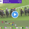Tea Rose Stakes results and replay – 2021