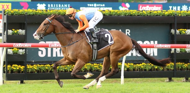 Boom sprinter heads odds in the Healy Stakes