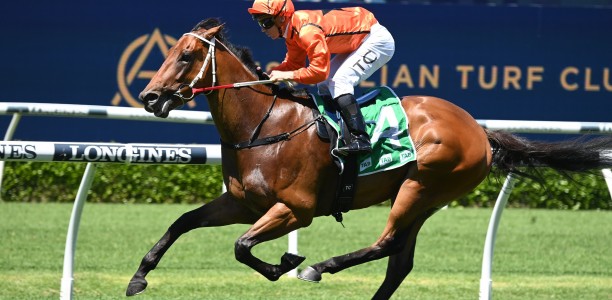 Scott Collings to weave some Rosehill Magic