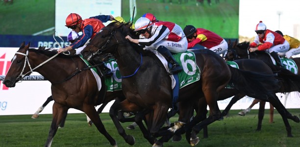 Punters quick to back one in the Winter Stakes