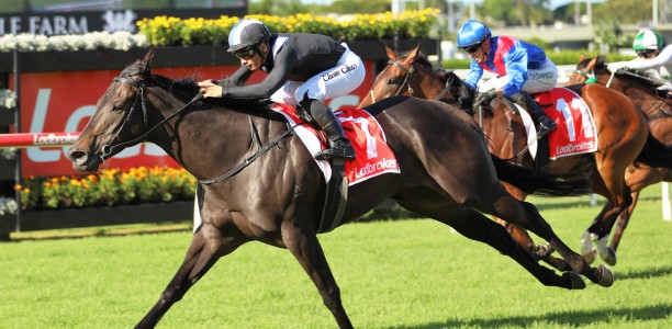 Exciting sprinter heads odds for the Ramornie Handicap