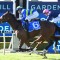 Lightly raced import back on song