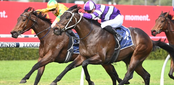 Exciting colt heads early odds in the Up And Coming Stakes